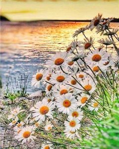 Daisy Field on Lakeside Flowers Paint By Numbers