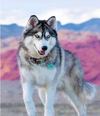 Siberian Dog Husky Animals Paint By Numbers