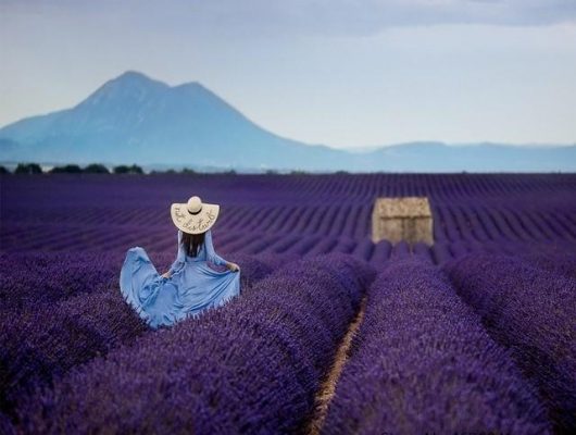 Woman in Lavender Field  People Paint By Numbers