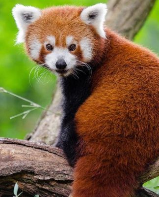 Red Panda paint by numbers