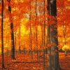 Forest Trees Autumn NEW Paint By Numbers