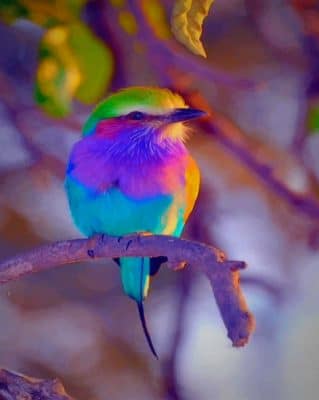 Colorful Bird paint by numbers