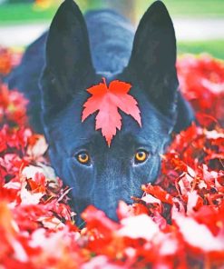 Black German Shepherd Fall Paint by numbers