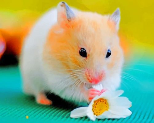 Brown-Hamster-Eating-Flower-paint-by-numbers