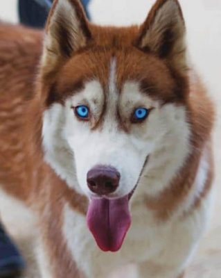 Siberian Husky