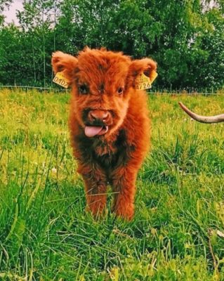 Baby Highland Cow