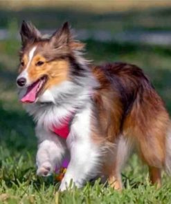 Sheltie Dog Paint by numbers