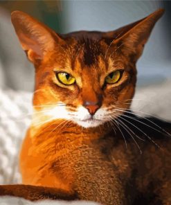 Abyssinian Cat Paint By Number