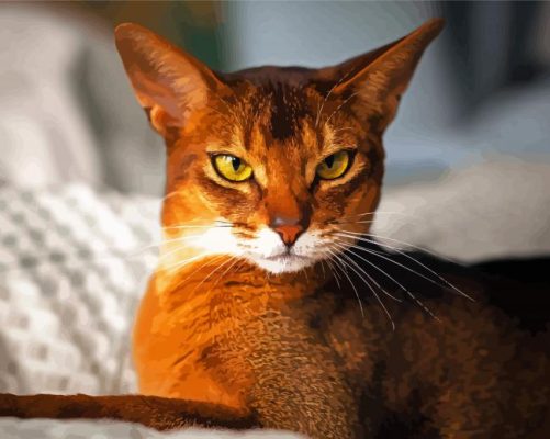 Abyssinian Cat Paint By Number