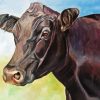 Aesthetic Aberdeen Angus Paint By Number