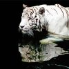 Aesthetic White Tiger Reflection Paint By Number