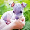 American Hairless Terrier Puppy Paint By Number