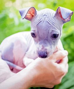 American Hairless Terrier Puppy Paint By Number