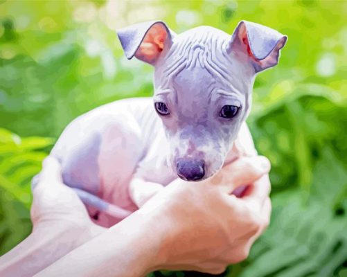 American Hairless Terrier Puppy Paint By Number