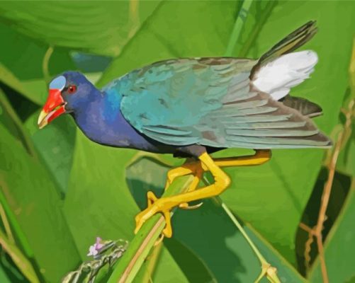 American Purple Gallinule Paint By Number