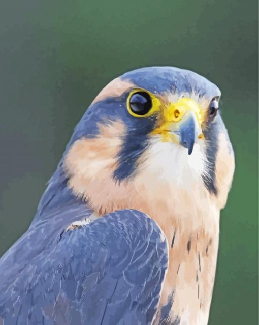 Aplomado Falcon Face Paint By Number