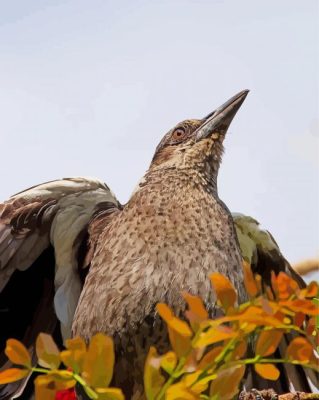 Australian Magpie Paint By Number