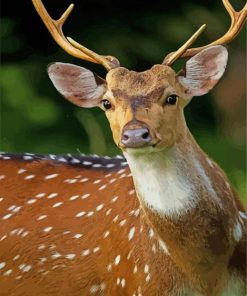 Axis Deer Head Paint By Number