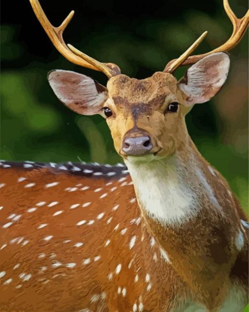 Axis Deer Head Paint By Number