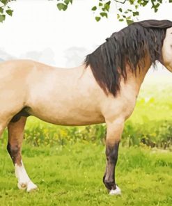 Beige Welsh Pony With Black Hair Paint By Number