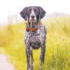 Black And White German Shorthair Pointer Paint By Number