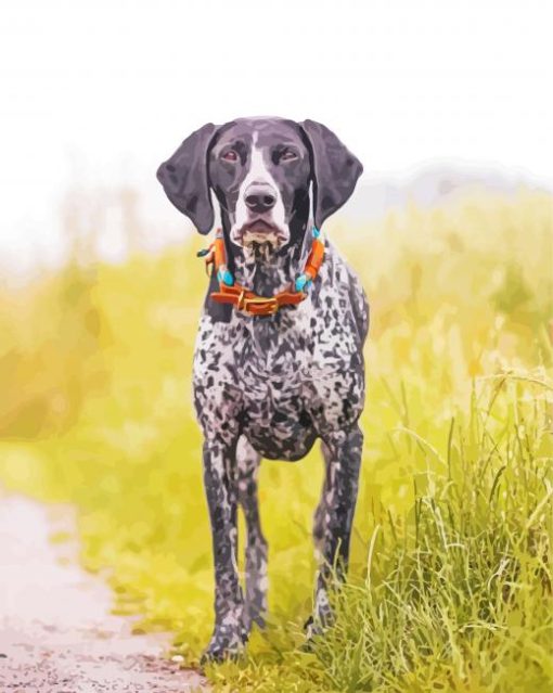 Black And White German Shorthair Pointer Paint By Number