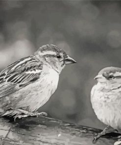 Black And White Sparrow Birds Paint By Number
