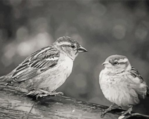 Black And White Sparrow Birds Paint By Number
