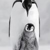 Black And White Penguins Photography Paint By Number