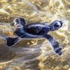 Black Baby Sea Turtle Paint By Number