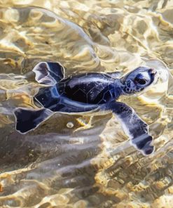 Black Baby Sea Turtle Paint By Number