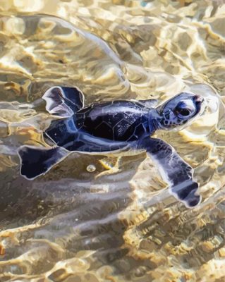 Black Baby Sea Turtle Paint By Number