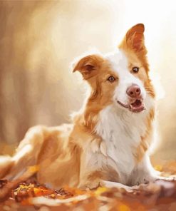 Blonde Border Collie Paint By Number