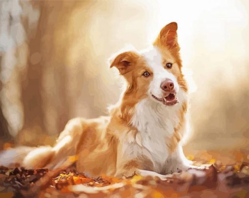 Blonde Border Collie Paint By Number