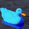 Blue Duck Paint By Number