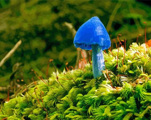 Blue Mushroom Paint By Number