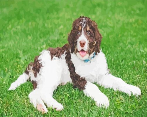 Brown And White Bernedoodle Paint By Number