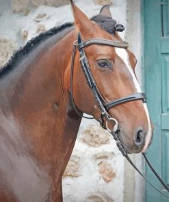 Brown Lusitano Horse Head Paint By Number