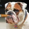 Bulldog Smoking Cigar Paint By Number