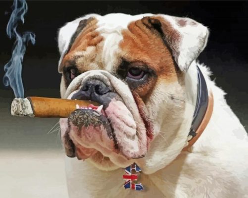 Bulldog Smoking Cigar Paint By Number