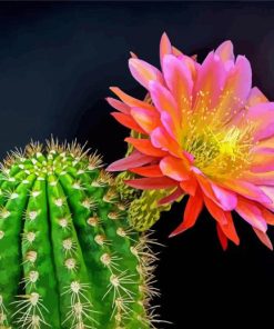 Cactus And Flower Paint By Number