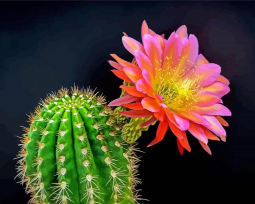 Cactus And Flower Paint By Number
