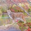 Canada Lynx Animal Paint By Number