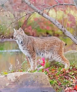 Canada Lynx Animal Paint By Number