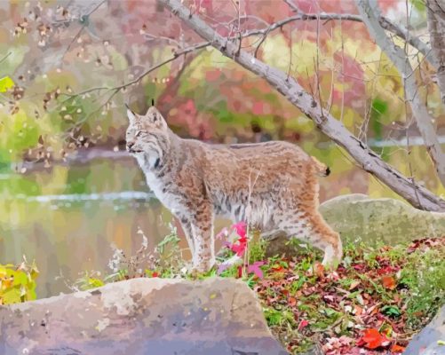 Canada Lynx Animal Paint By Number