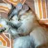 Cat And Kitten Snuggling Paint By Number