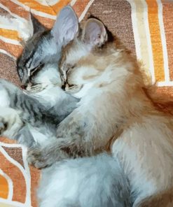 Cat And Kitten Snuggling Paint By Number