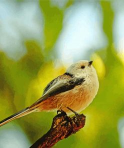 Close Up Long Tailed Tit Paint By Number