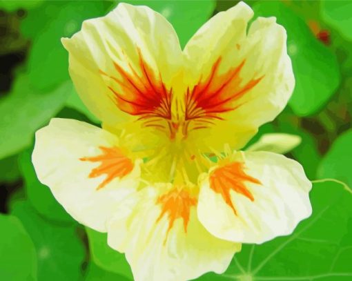 Close Up Nasturtium Paint By Number