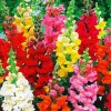 Colorful Snapdragons Flowers Paint By Number